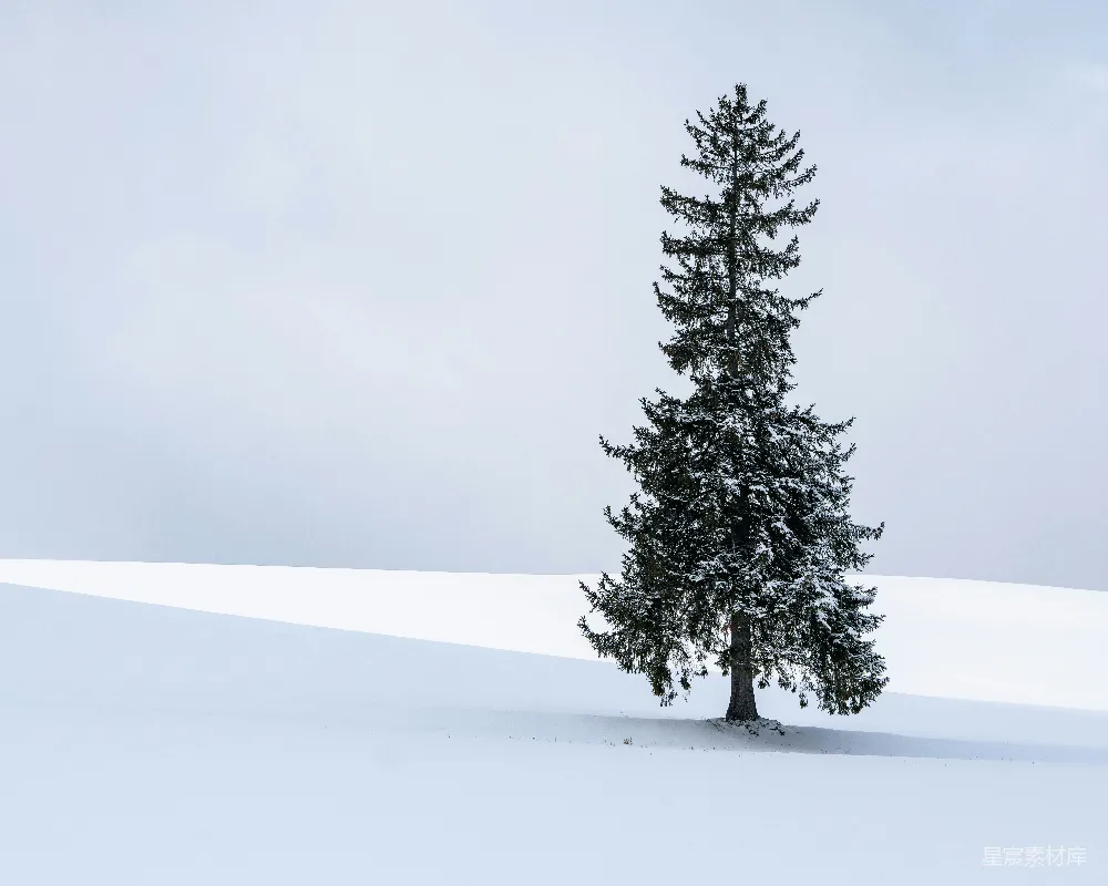 高清摄影  一棵孤独的雪覆盖的常青树矗立在一片白色的景观中。