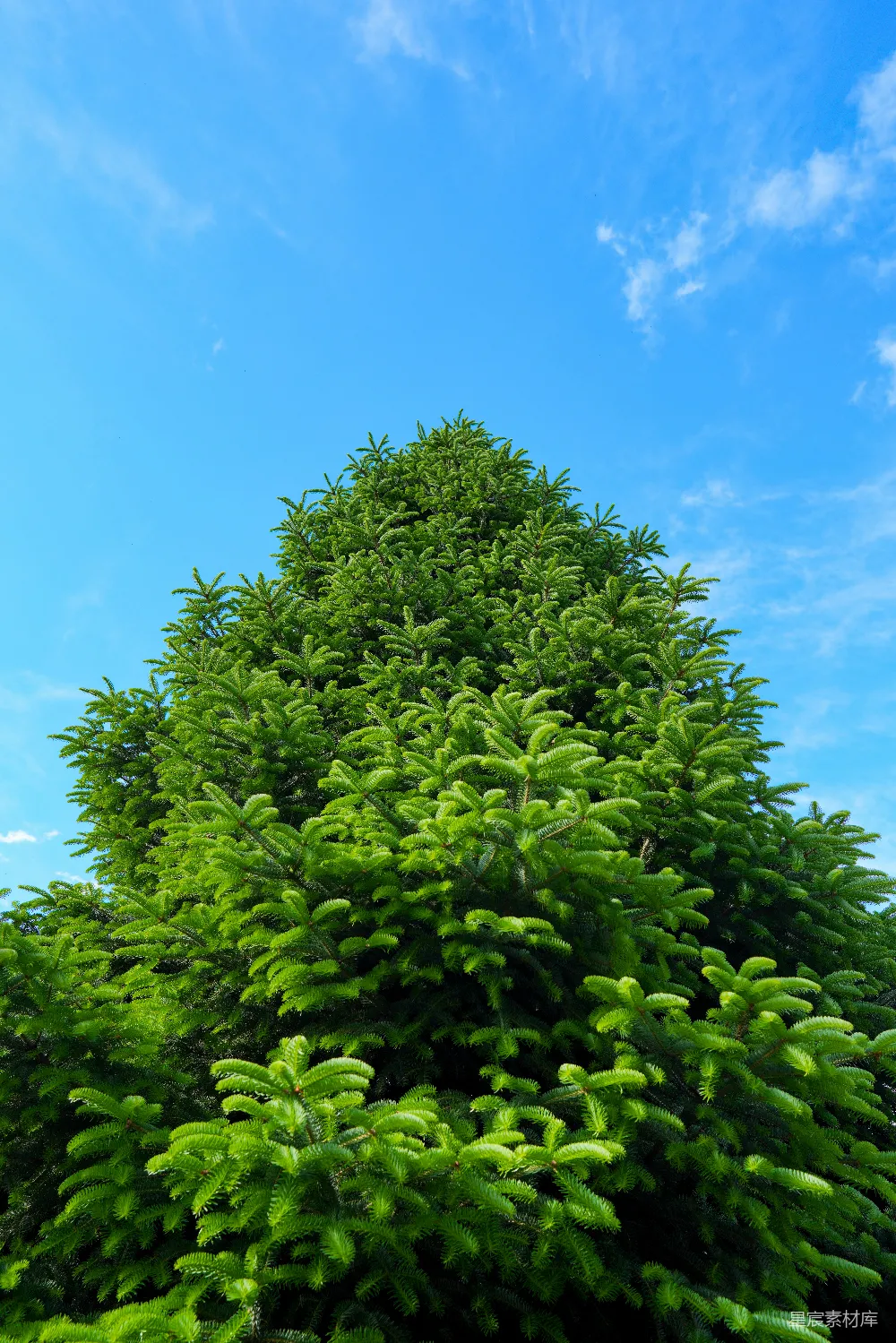 高清摄影  一棵茂密的绿松树，背景是明亮的蓝天。