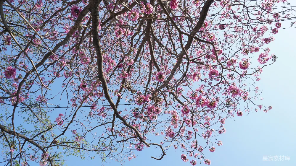 高清摄影  一棵树的树枝上开着粉红色的花，背景是蓝色的天空。