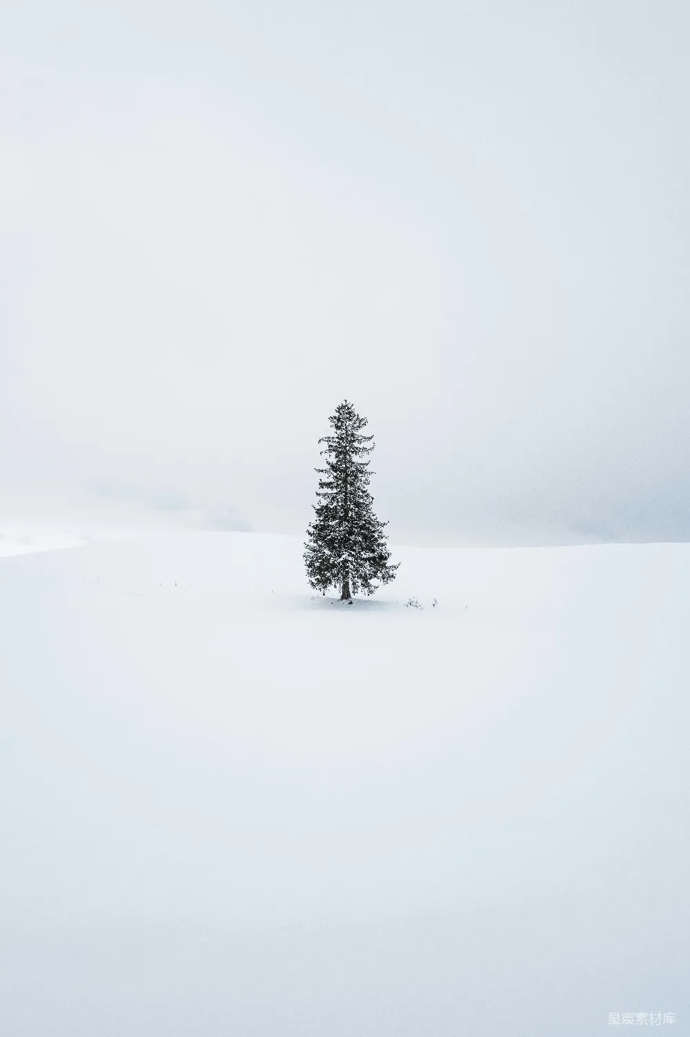 高清摄影 自然 一片雪地里的一棵孤松