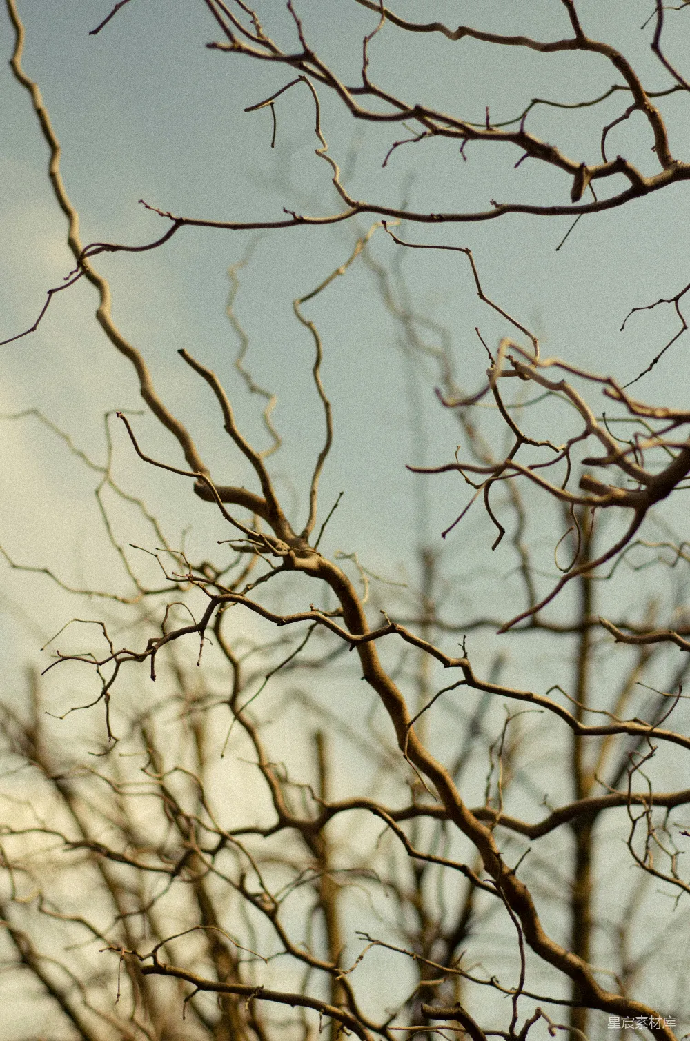 高清摄影  一只鸟停在树枝上