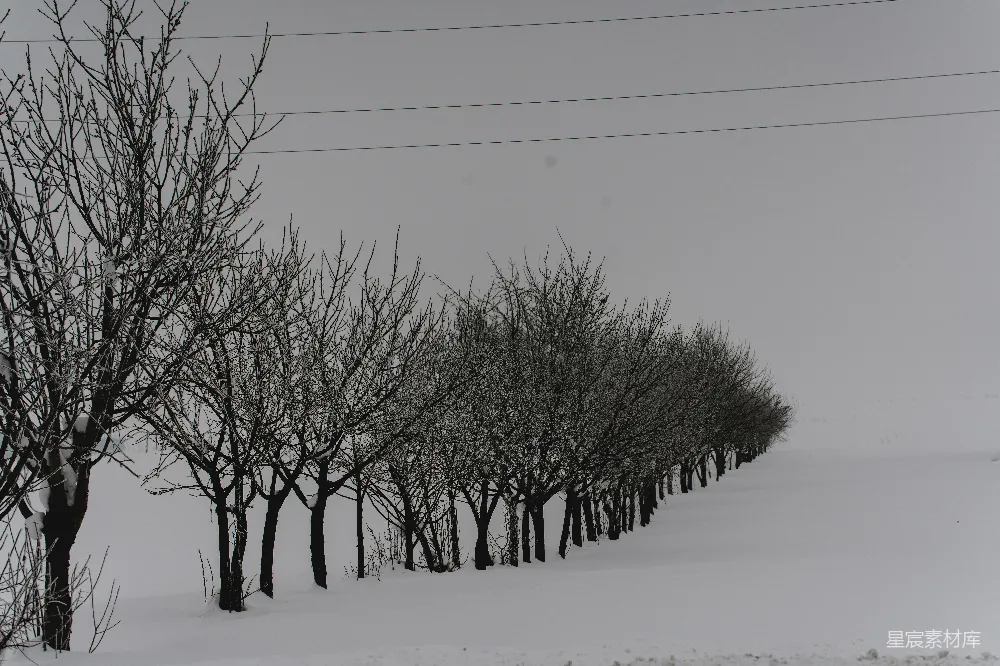 高清摄影  光秃秃的树木在灰蒙蒙的天空下沿着雪地排列。