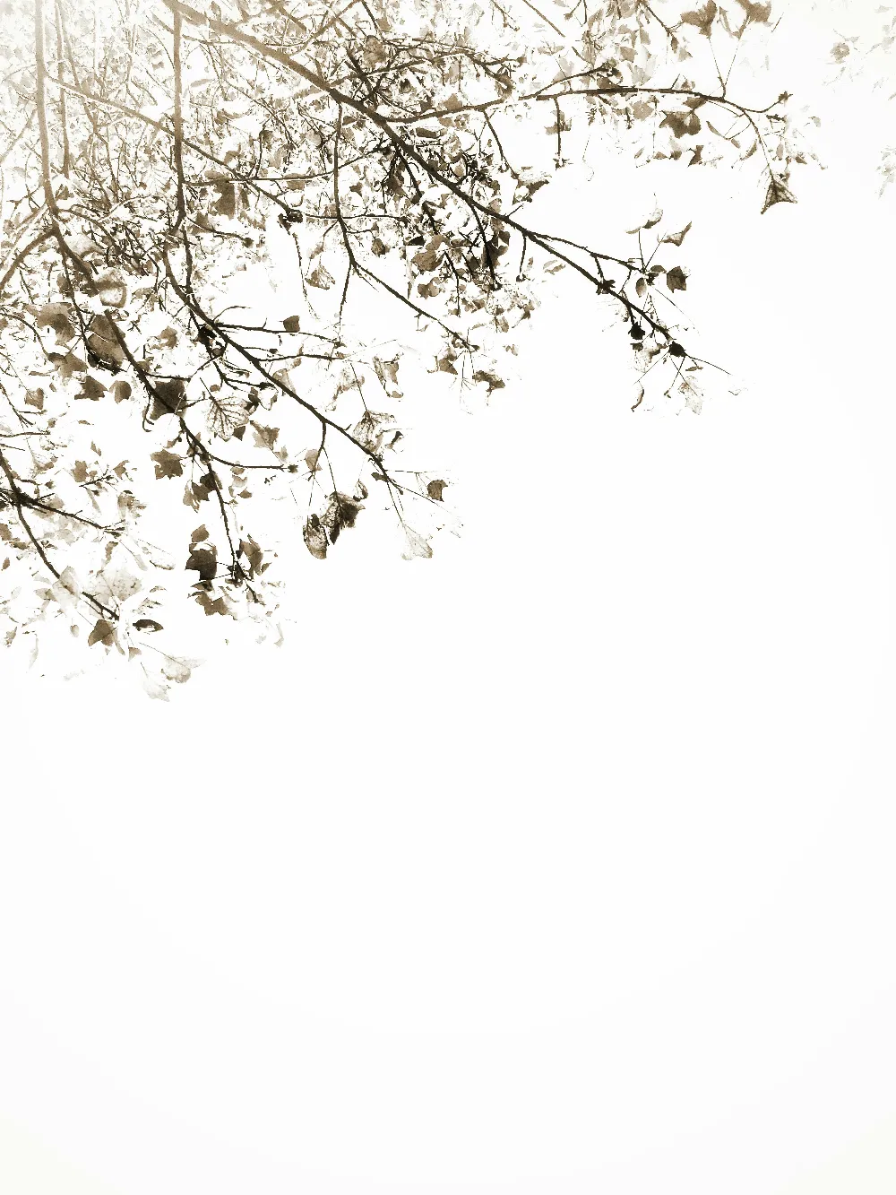 高清摄影  带有绿叶白花瓣的花朵树，背景为白色