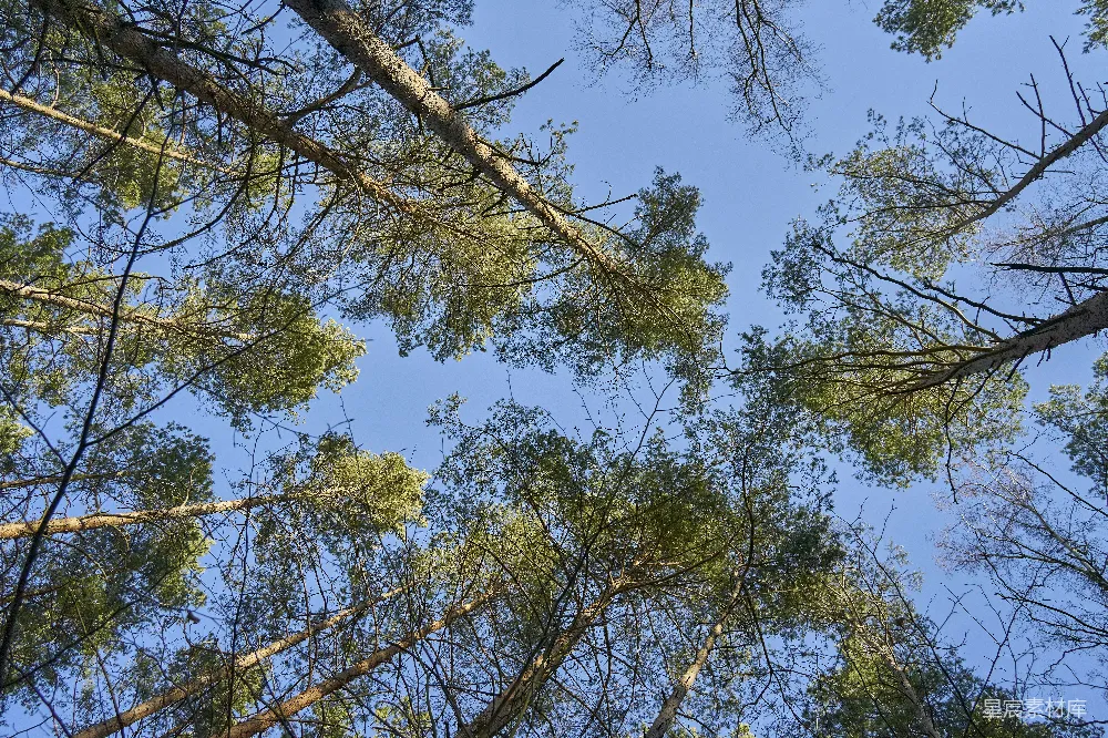 高清摄影 壁纸 实验性 春天 仰望高大树木的树梢