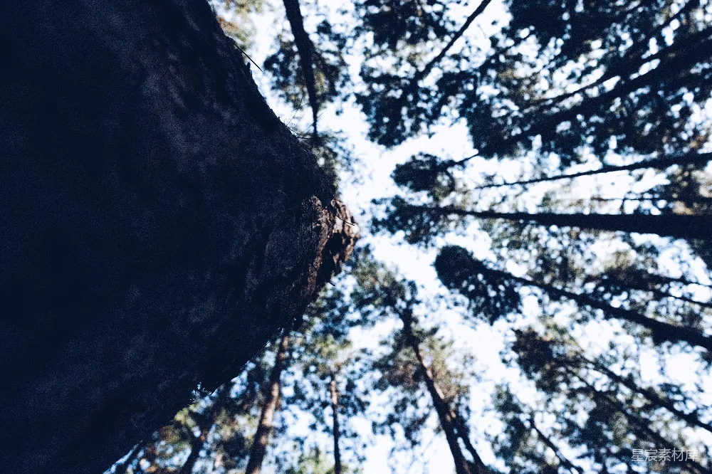 高清摄影  低角度拍摄白天的绿树
