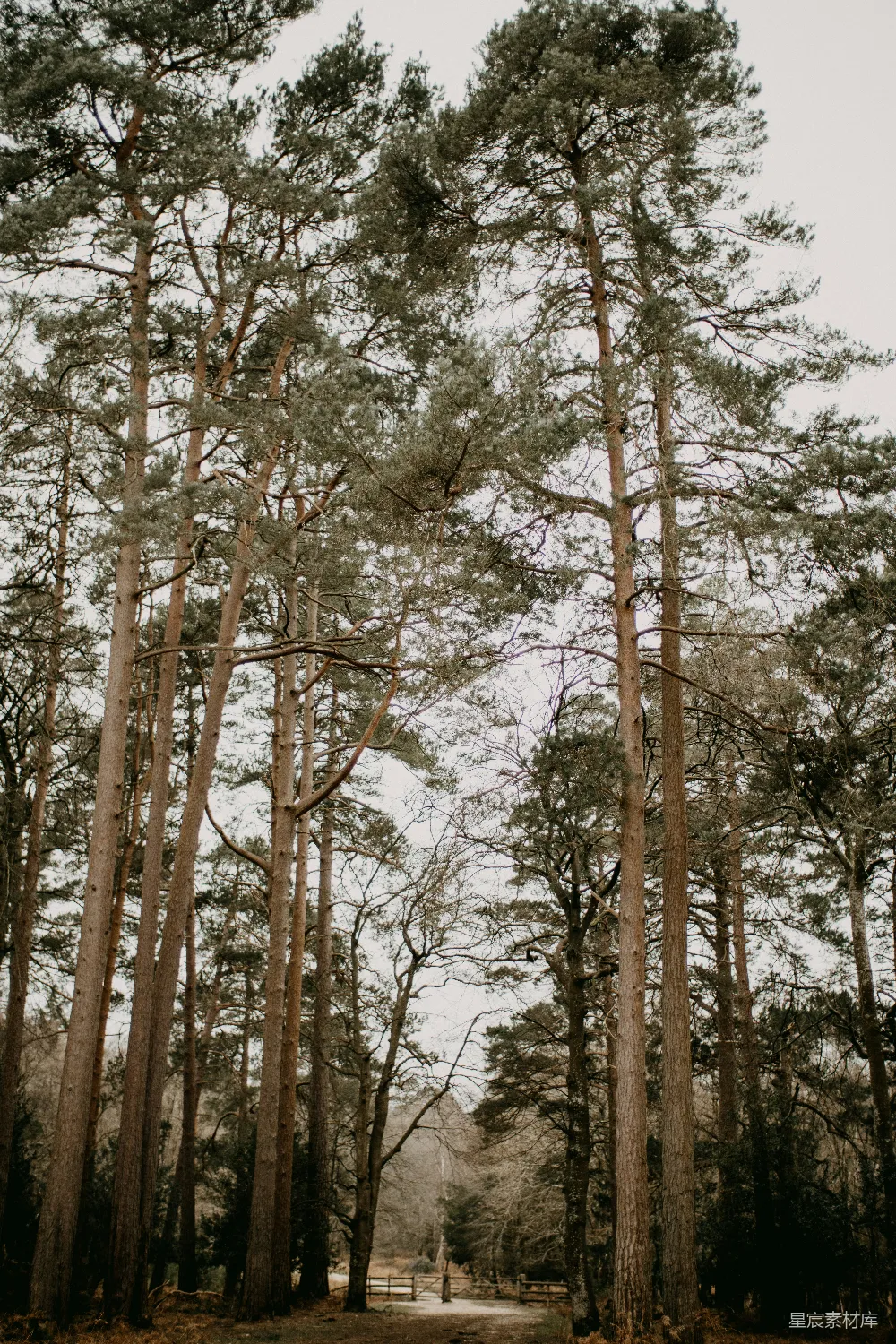高清摄影  一条泥泞的道路，两旁是高大的松树。