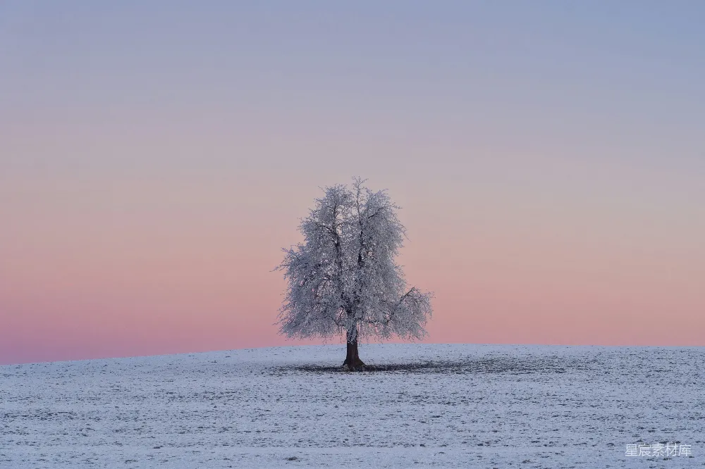 高清摄影 壁纸 一棵孤独的树矗立在雪地上。