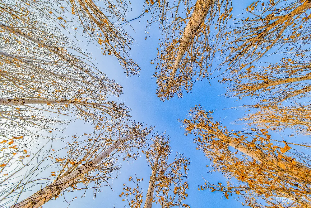高清摄影  低角度拍摄在蓝天下的棕叶树木（白天）