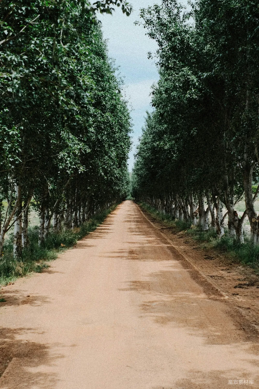 高清摄影  一条两旁种满树木的土路