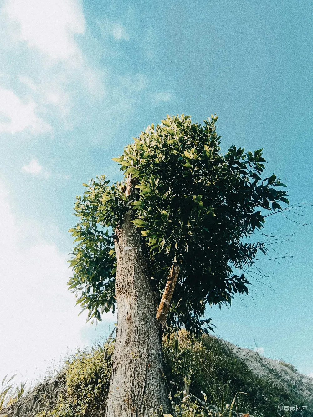 高清摄影  一棵粗壮的树