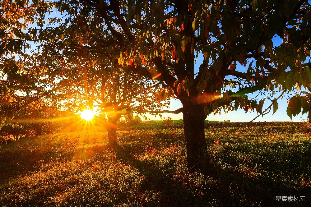 高清摄影  棕色的树在绿色的草地上，夕阳西下时。