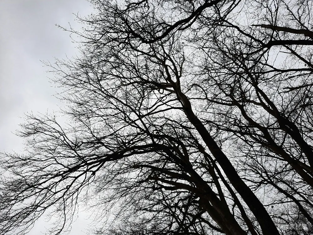 高清摄影 自然 一棵没有叶子的树