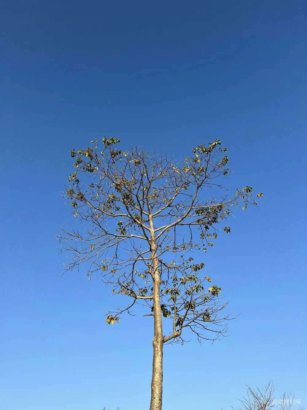 高清摄影 自然 一棵长满叶子的高大的树