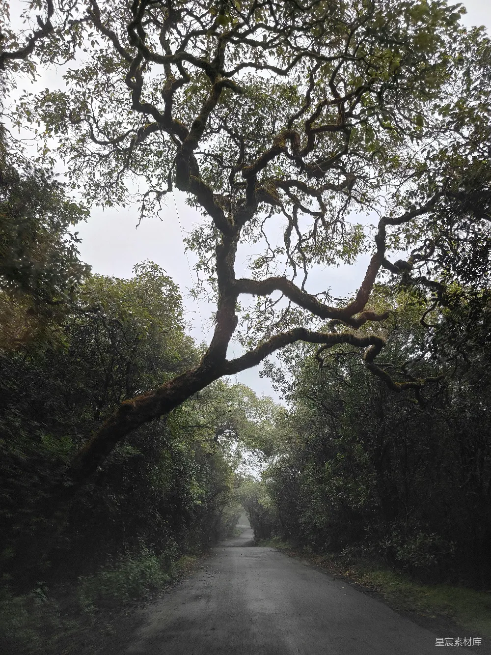 高清摄影 自然 壁纸 一条空旷的道路中间有一棵大树。