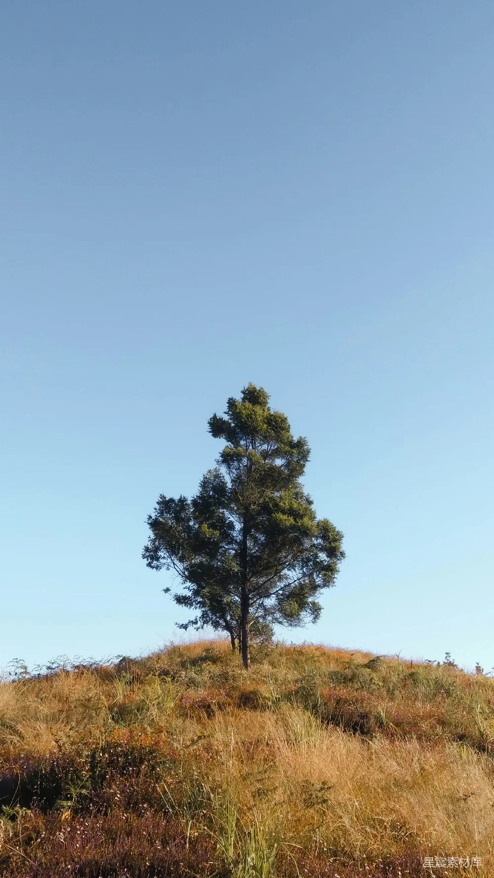 高清摄影  白天棕色草地上的绿色树木