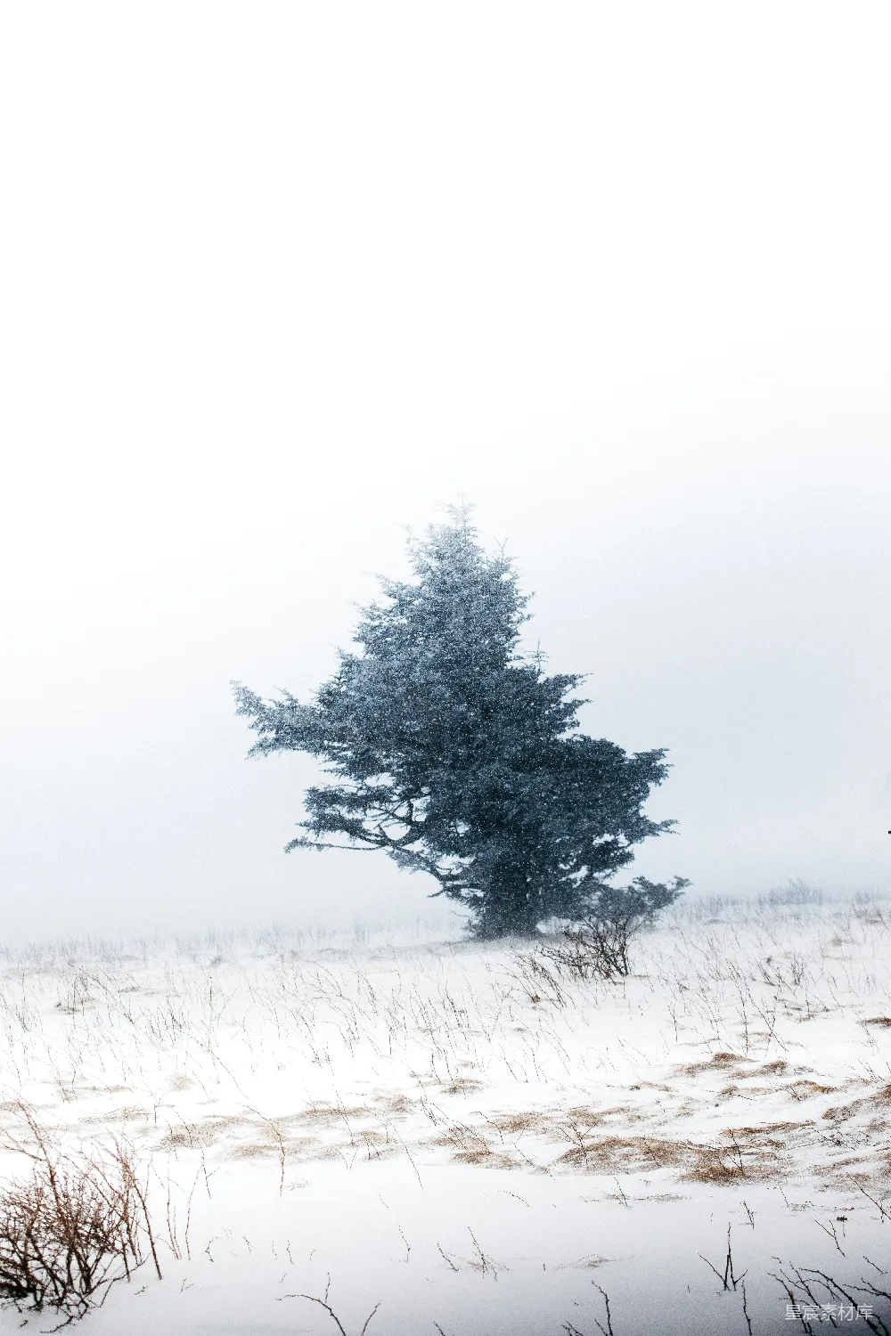 高清摄影  白天被雪覆盖的树木