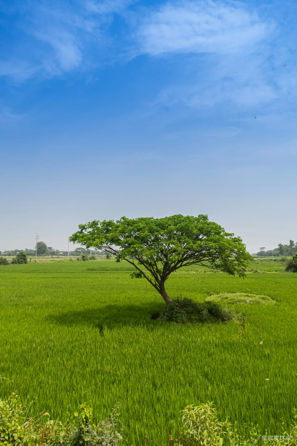 高清摄影  绿树在蓝天下的绿色草地上，白天的场景。