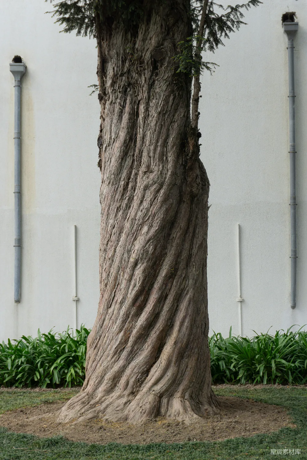 高清摄影  一座白色建筑前有一棵大树