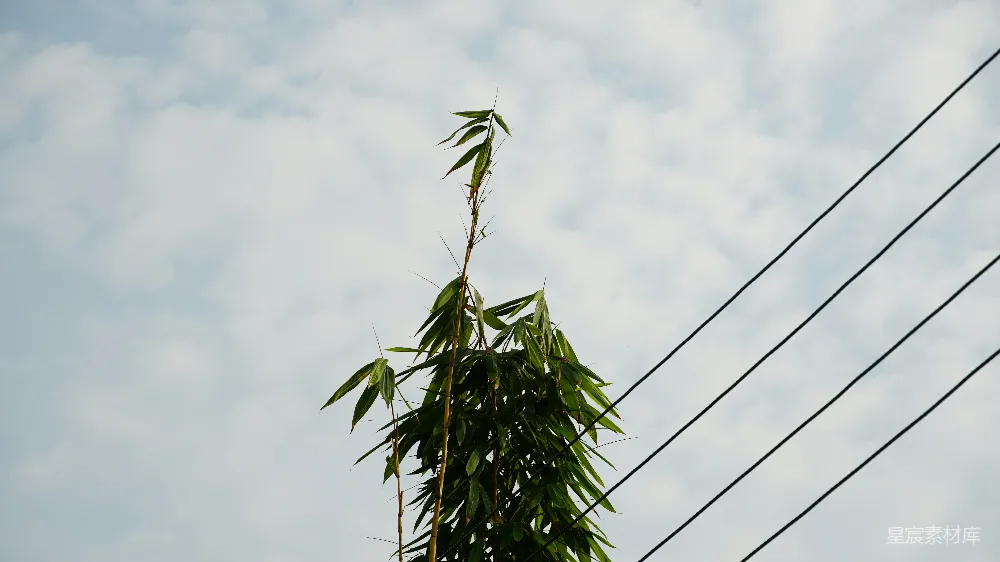 高清摄影  一棵高大的竹子树矗立在输电线路旁边
