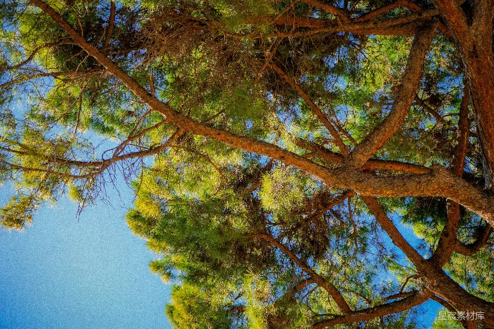 高清摄影  仰望松树枝梢，望向蓝天