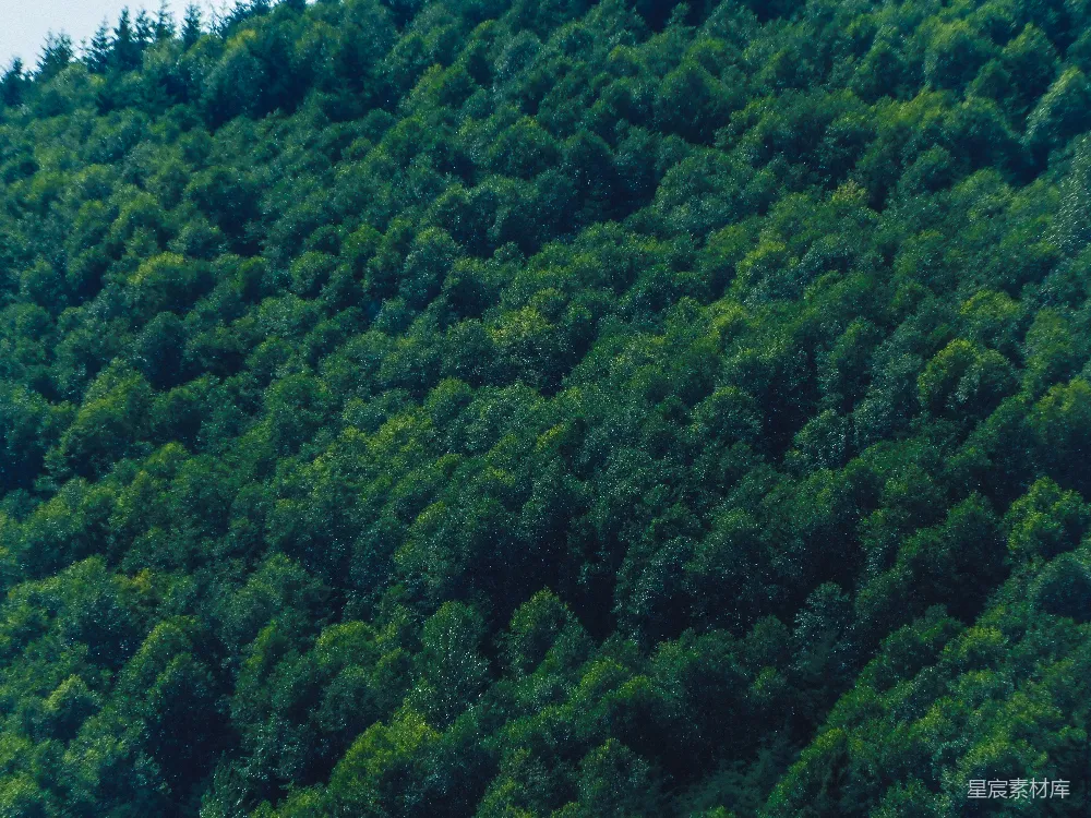 高清摄影  山边的一大片树林