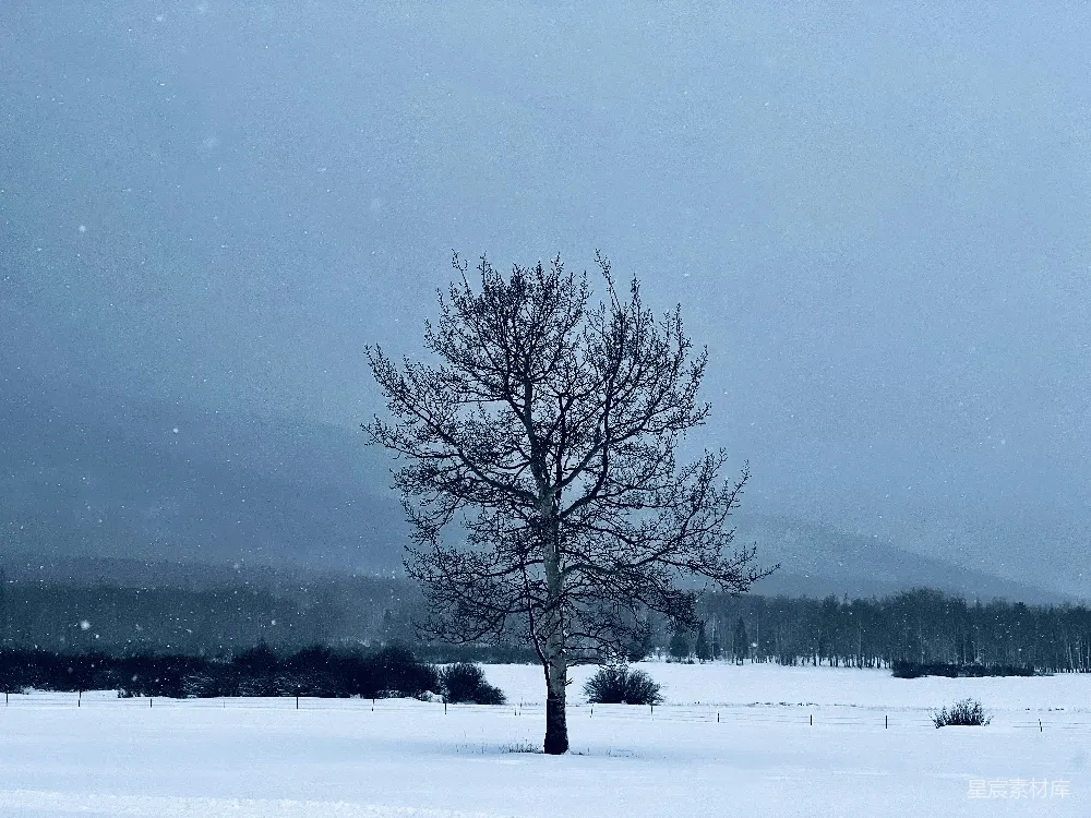 高清摄影  一片雪地里的一棵孤独的树，背景是山脉。