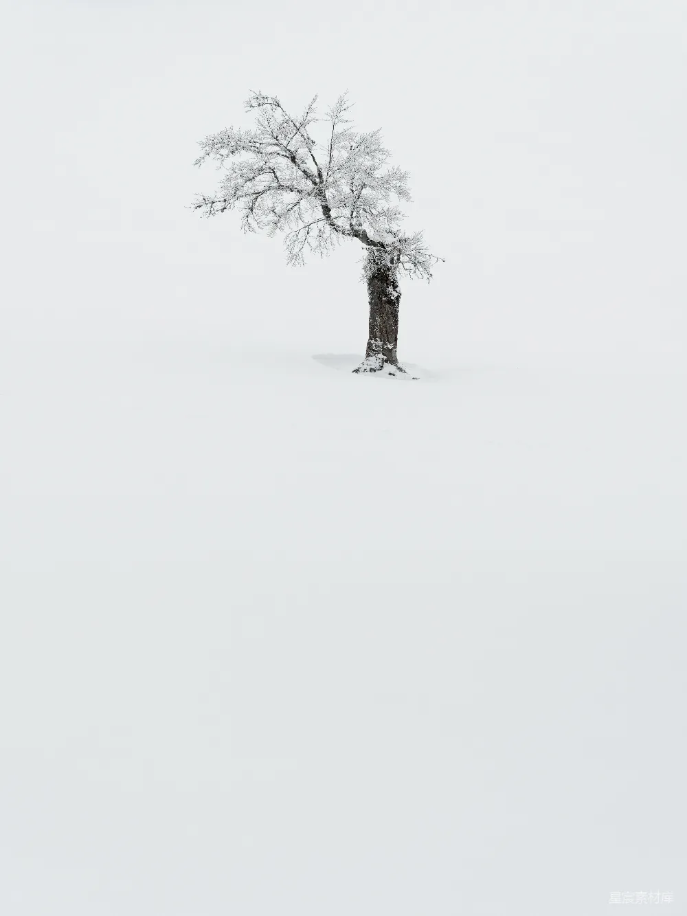 高清摄影  一片雪地中央的一棵孤树