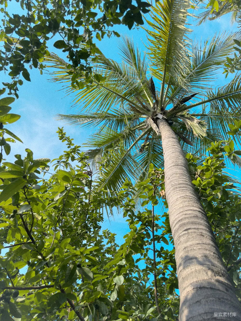 高清摄影  一棵高大的棕榈树，背景是蓝天。