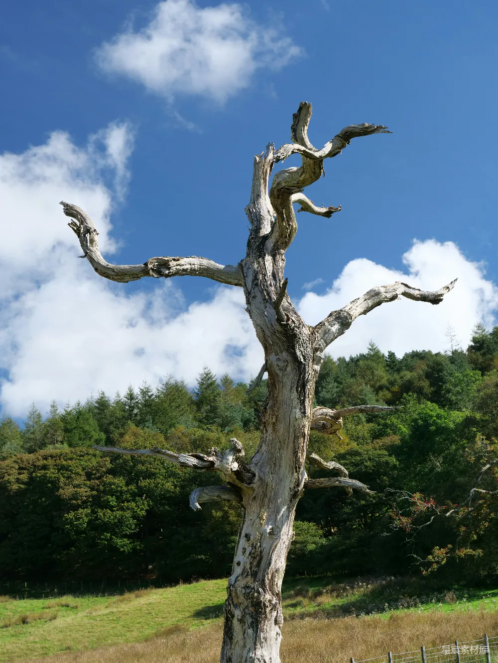 高清摄影  一棵倒下的死树在田野中，背景是天空。