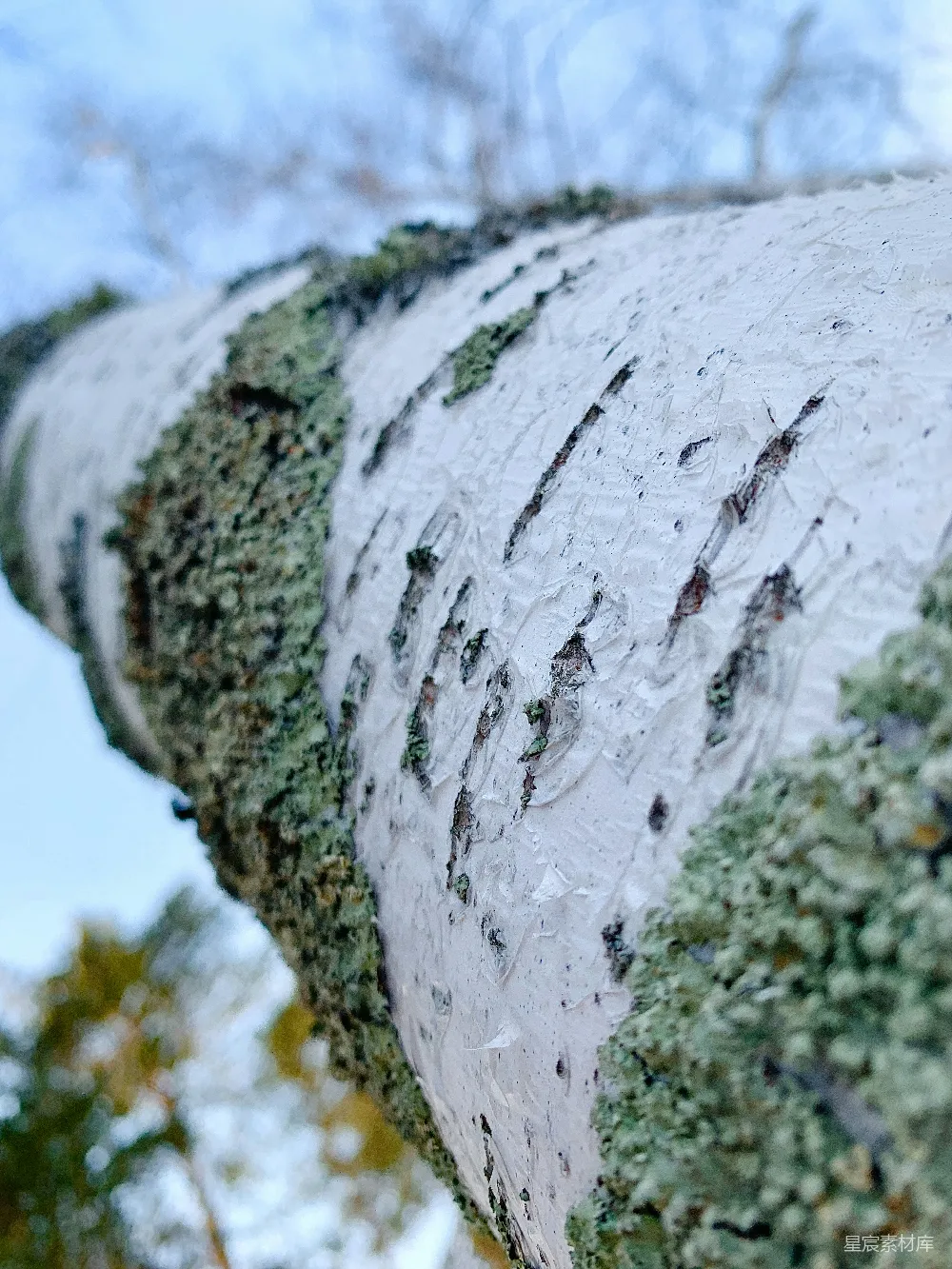 高清摄影  一株长满青苔的树干的特写图。