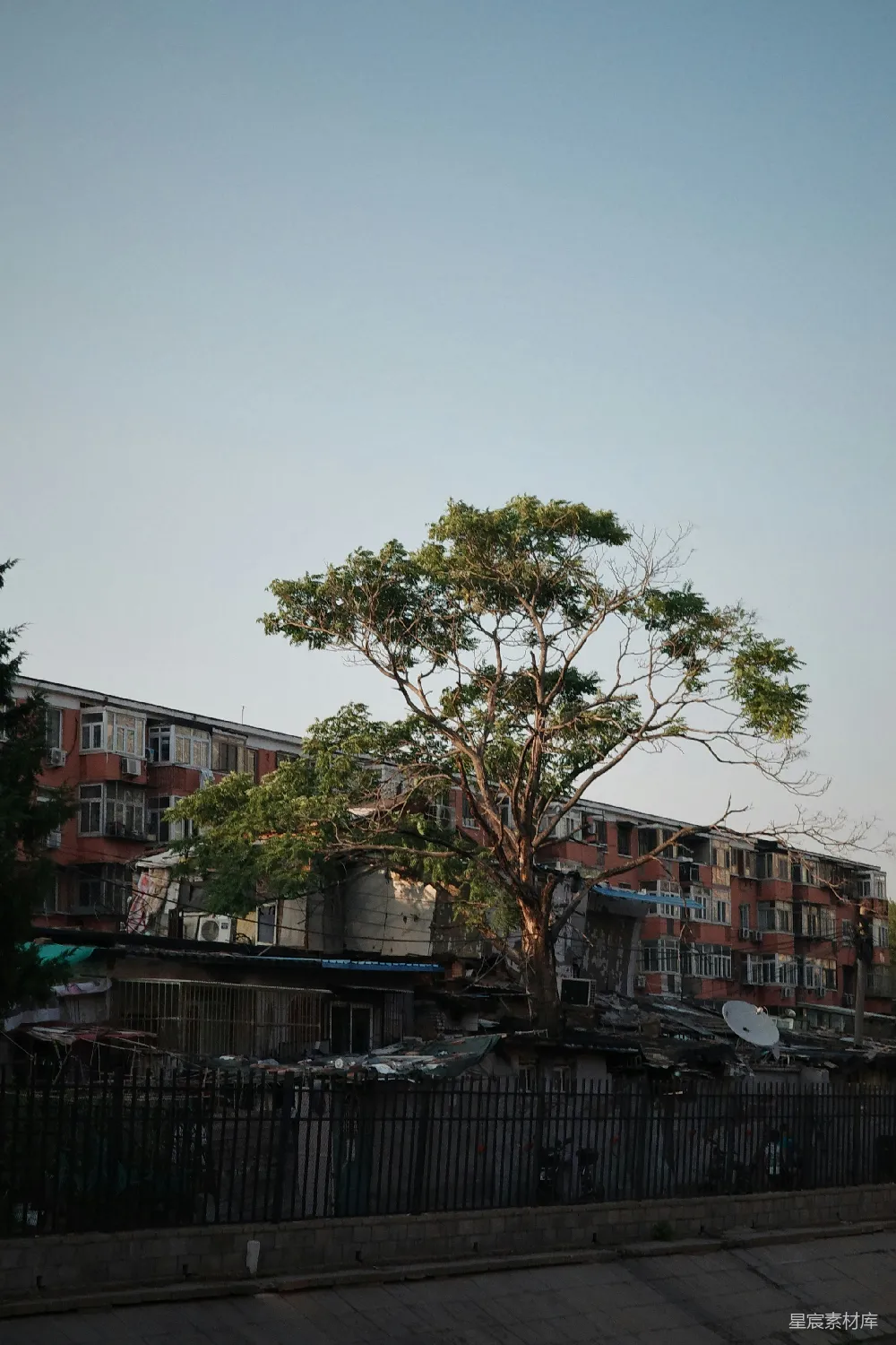 高清摄影  一棵高大的树矗立在栅栏旁边