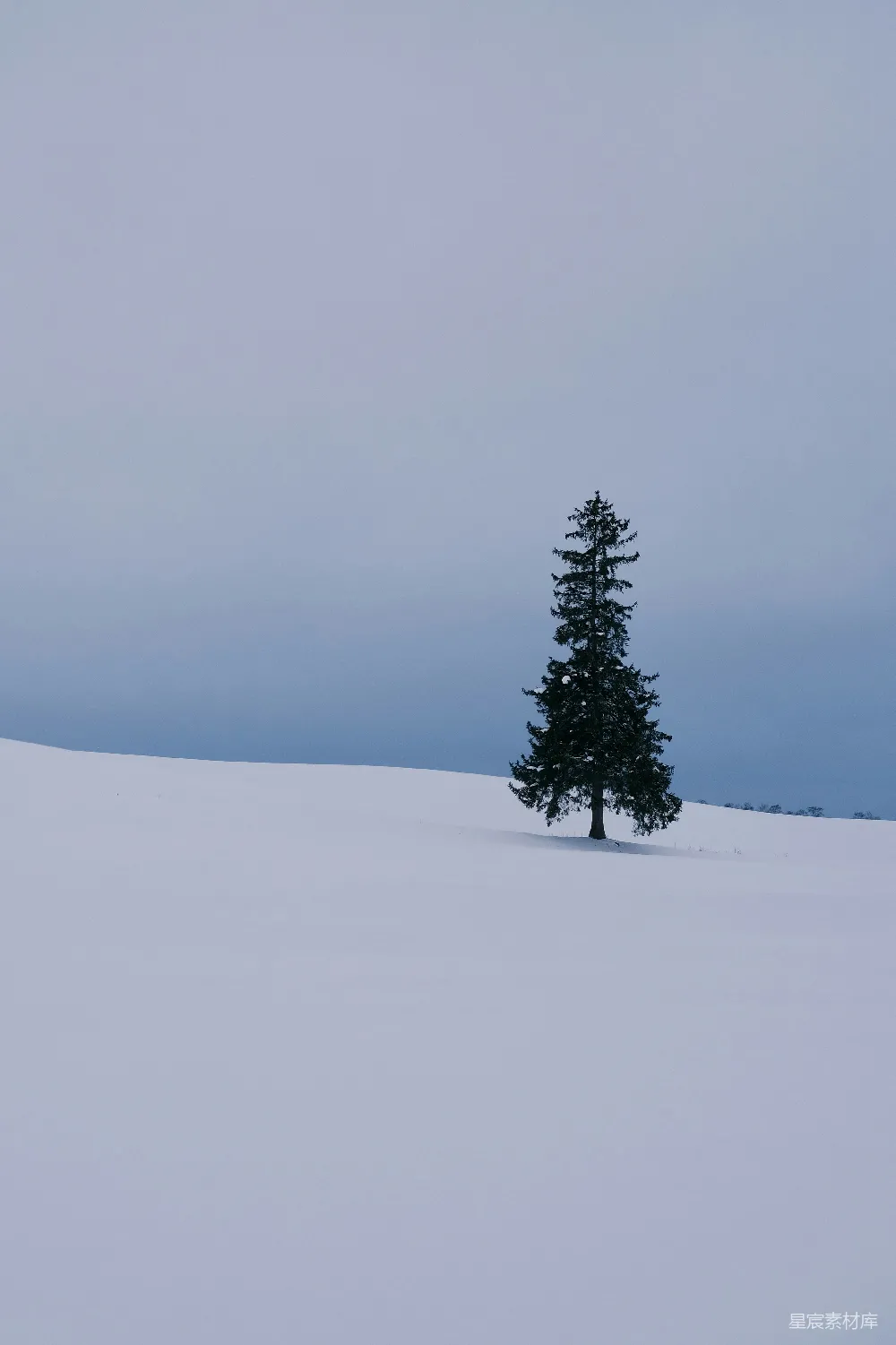 高清摄影  一棵孤独的常青树矗立在覆盖着积雪的田野中。