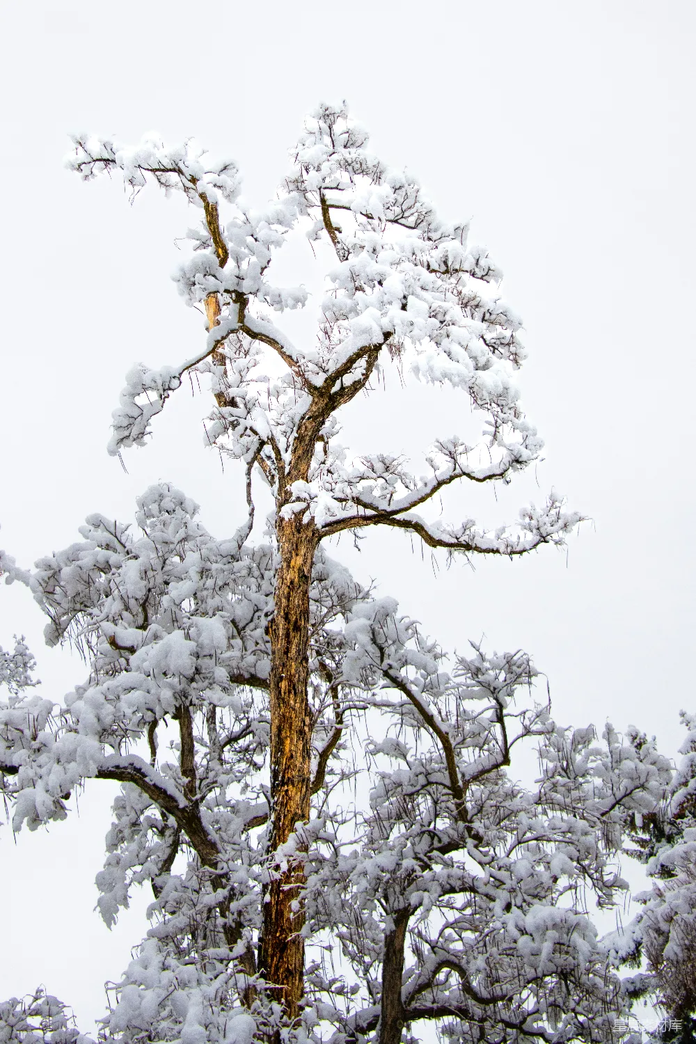 高清摄影 旅行 一棵被雪覆盖的高大树木，旁边是一片森林。
