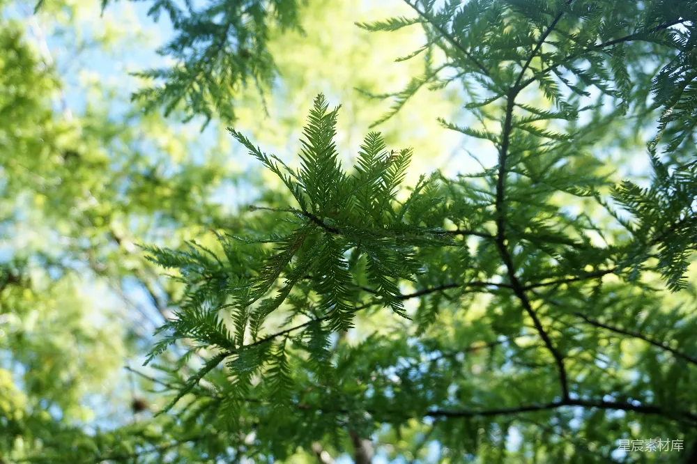 高清摄影  倾斜移轴镜头下的绿叶