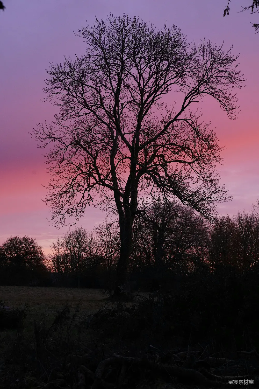 高清摄影  一棵没有叶子的树在粉红色的天空下剪影。