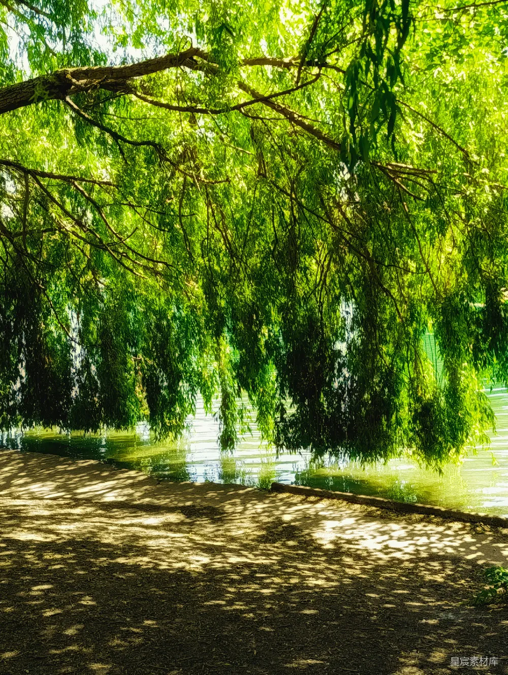 高清摄影  阳光透过水边垂柳的枝条洒下。