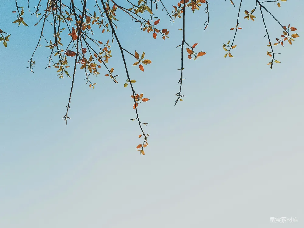 高清摄影  树的枝条在蓝天背景下