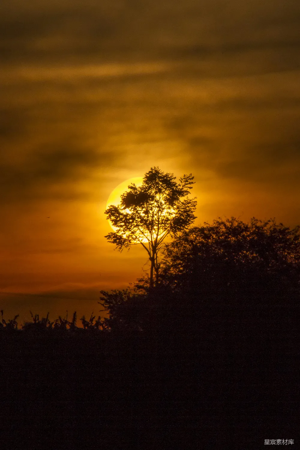 高清摄影  夕阳下的树木剪影