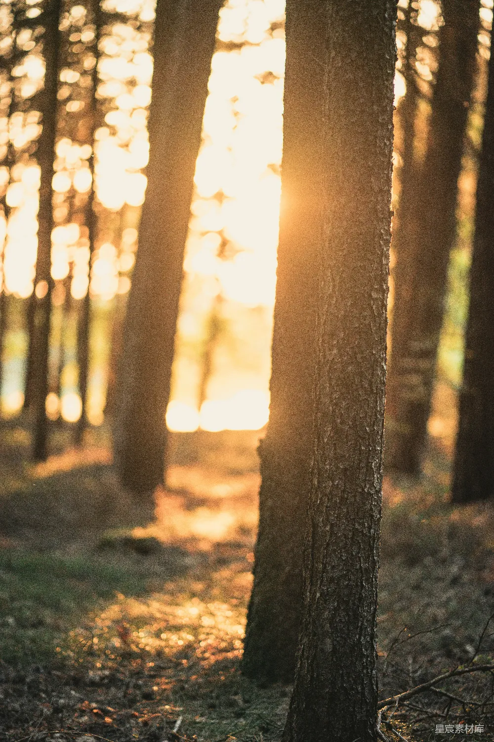 高清摄影  树林