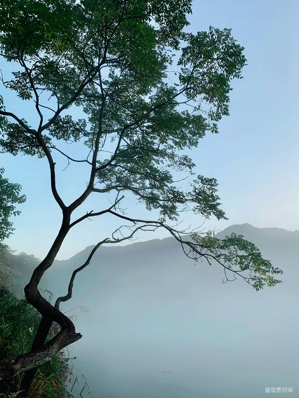 高清摄影  一棵树在雾蒙蒙的天空下