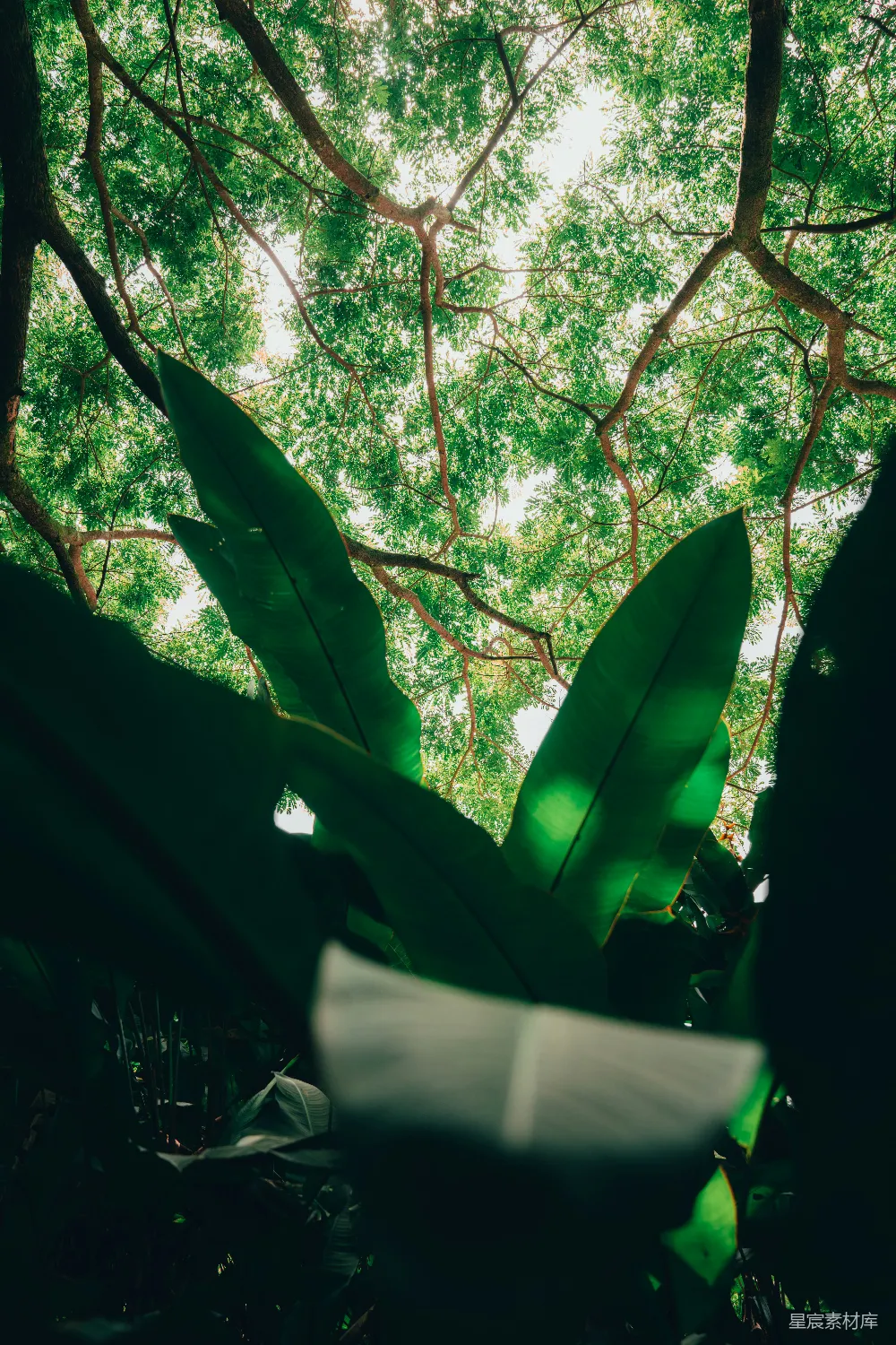 高清摄影  树上的一组叶子