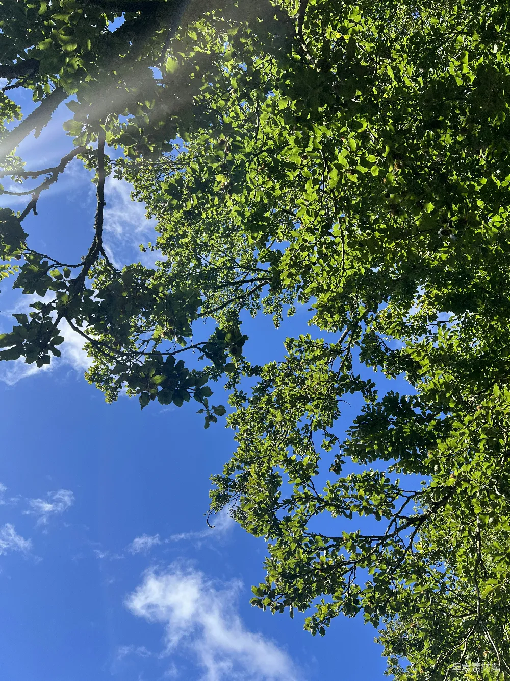 高清摄影  一个在一些树木中间的停车标志