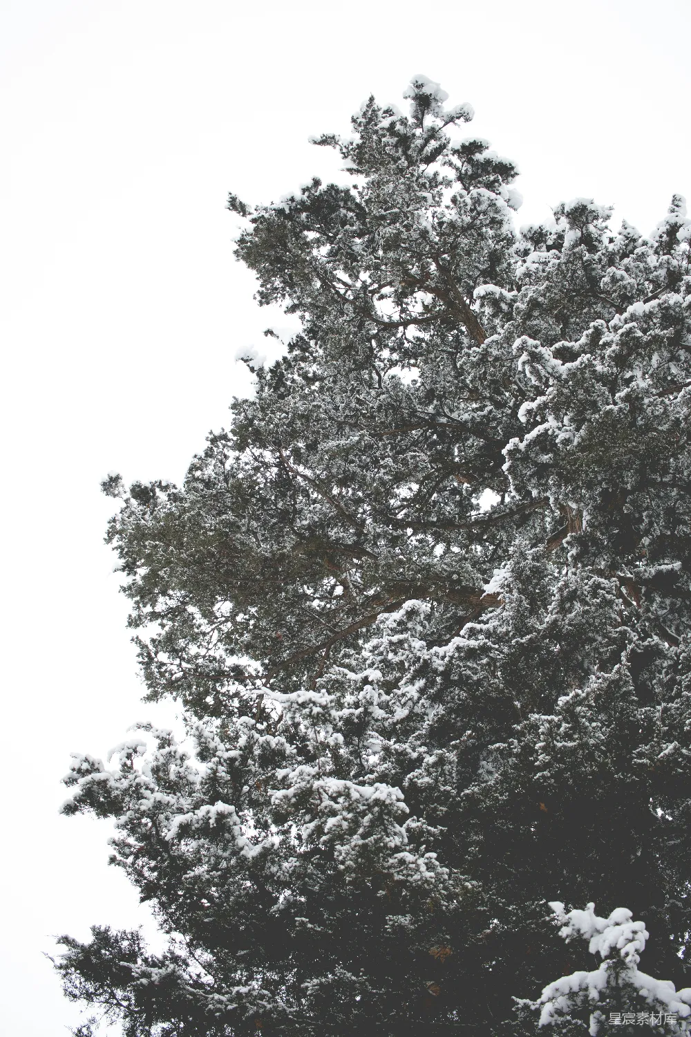 高清摄影  被雪覆盖的树