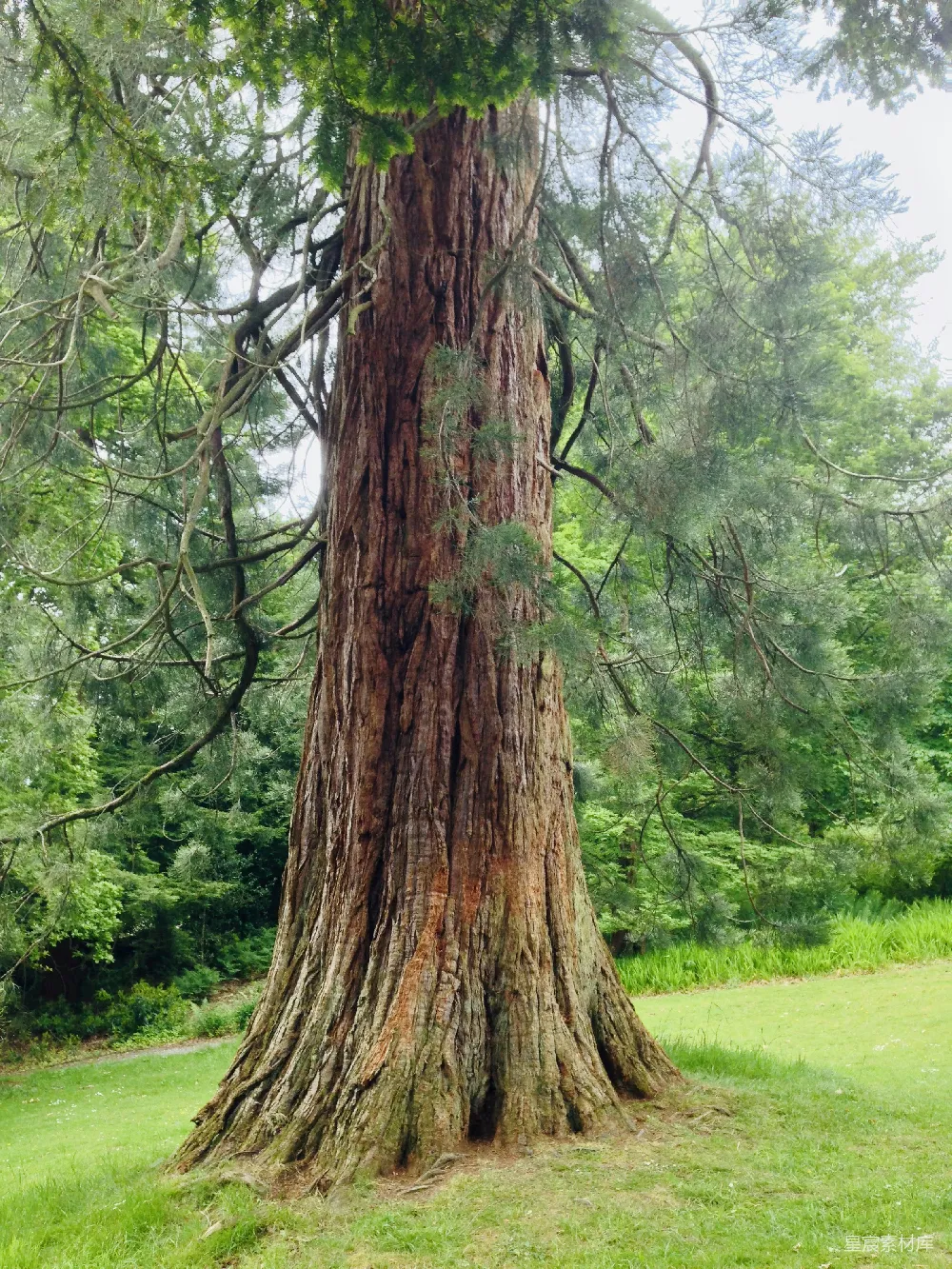 高清摄影  棕色树干在白天的绿色草地上。