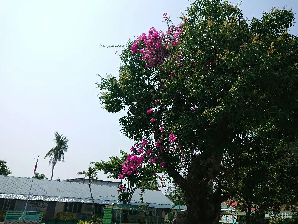 高清摄影 春天 一棵长满粉红色花朵的大树，背景是清澈的天空。