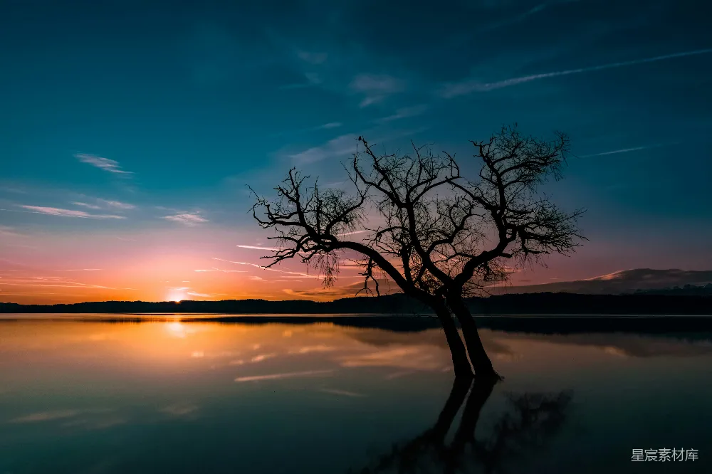高清摄影  夕阳下湖中树木的剪影