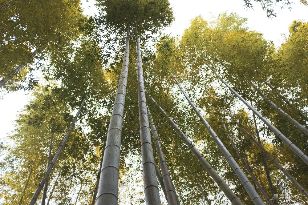 高清摄影  低角度拍摄树木