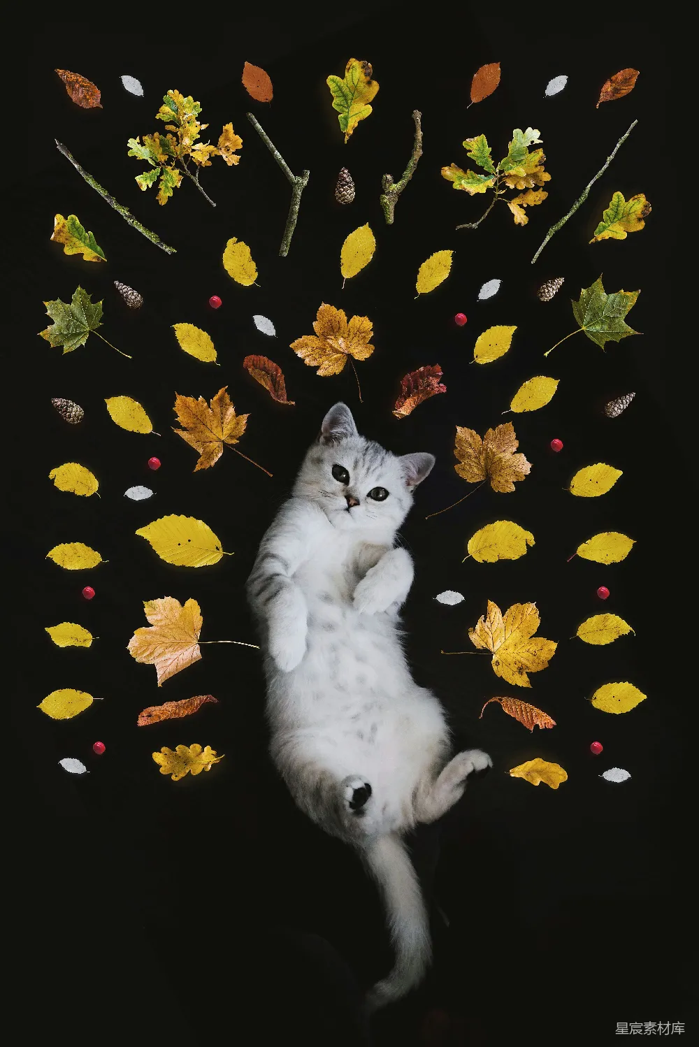 高清摄影  银色虎斑猫被树叶环绕
