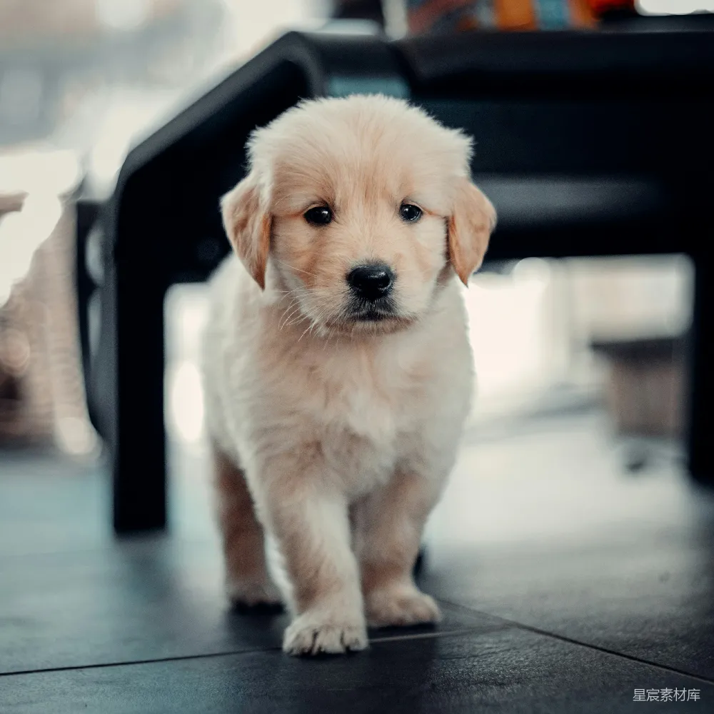 高清摄影  金毛寻回犬幼犬坐在地板上