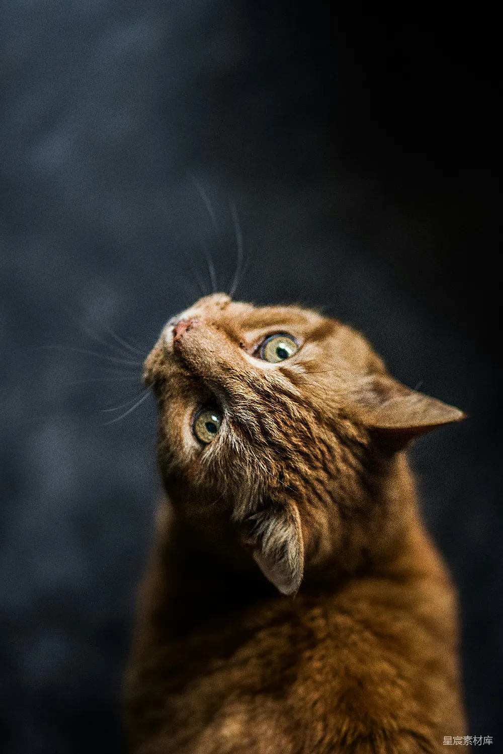 高清摄影 壁纸 选择性聚焦和低角度摄影的橙色虎斑猫